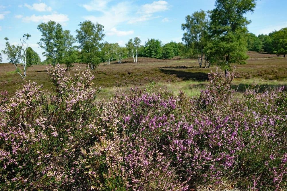 Symbolbild für Johanniter Heidewandern