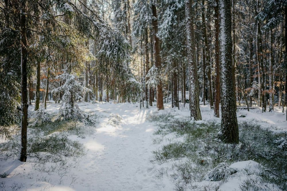 Symbolbild für Yeti Trail