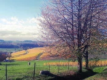 Hochwaldgenuss - 13/25/50km am 19.09.2026