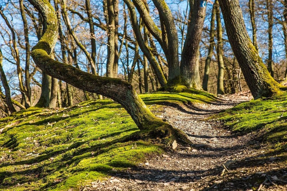 HartfüsslerTrail am 23.08.2026 in Saarbrücken Symbolbild für HartfüsslerTrail