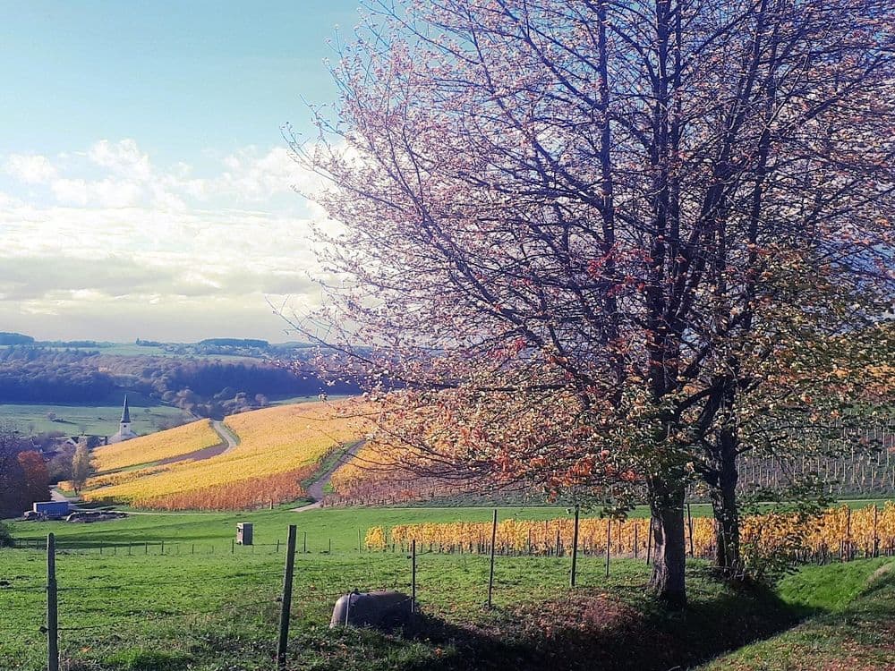Hochwaldgenuss am 19.09.2026 in Osburg Symbolbild für Hochwaldgenuss